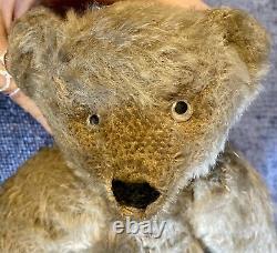 Antique 1907 12 Steiff Fully Jointed German Teddy Bear With Hump! Glass Eyes