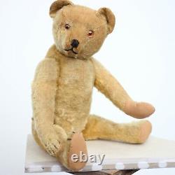 Pre-War Antique Bing Teddy Bear 1910 Character Hunchback Mohair Bear w Cat Ours
