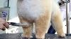 Process Of Furry Puppy Becoming Teddy Bear Korean Dog Beautician