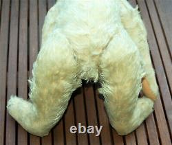 Stunning 19 German humpback white mohair Steiff character Teddy w. Button