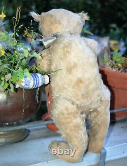 Stunning 19 German humpback white mohair Steiff character Teddy w. Button