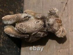 Tiny Antique Tattered Mohair Primitive Loved Jointed Teddy Bear Steiff